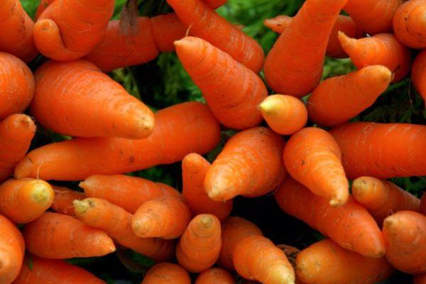 carrot fruits
