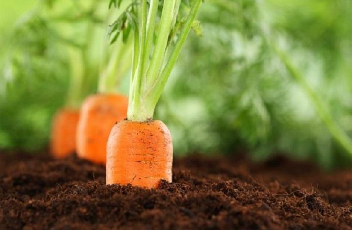 planting carrots