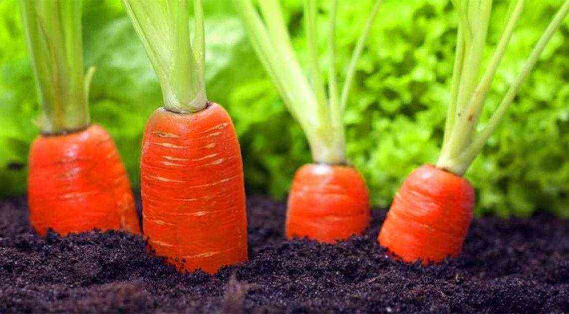 When to harvest carrots from the garden for storage, what determines the period