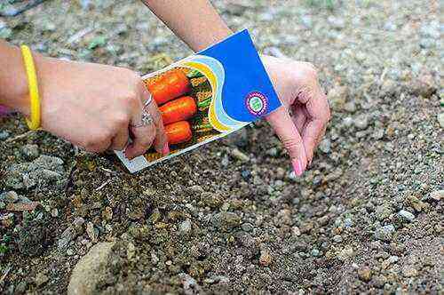 Terms and rules for planting carrots before winter, which variety is better to choose