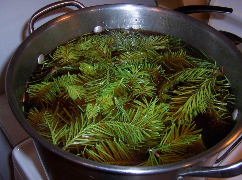 Coniferous Infusion