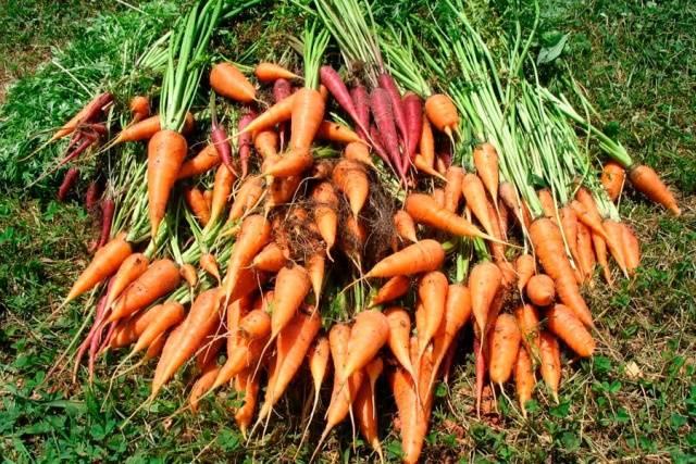 lots of carrots