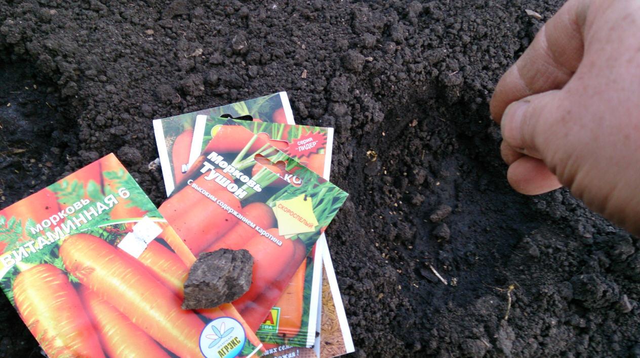 planting carrots
