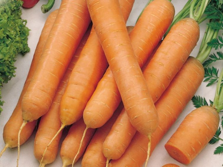 TOP of the best varieties of carrots with photos and descriptions