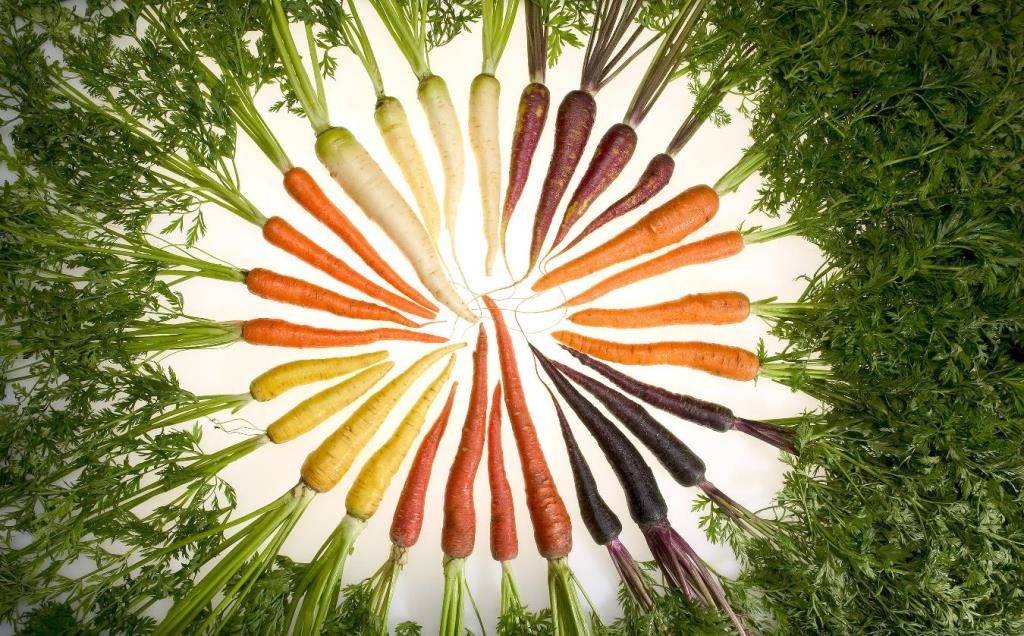 Carrot color photo