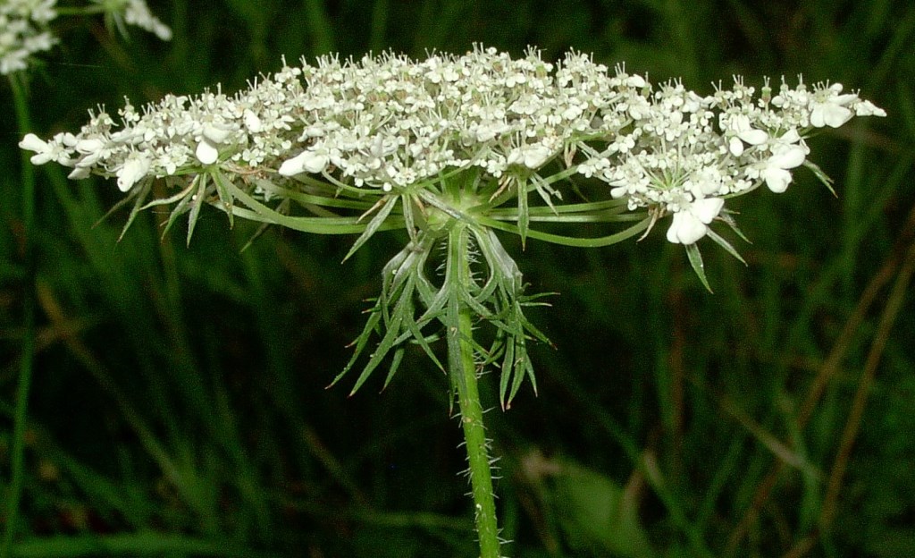 carrot inflorescence