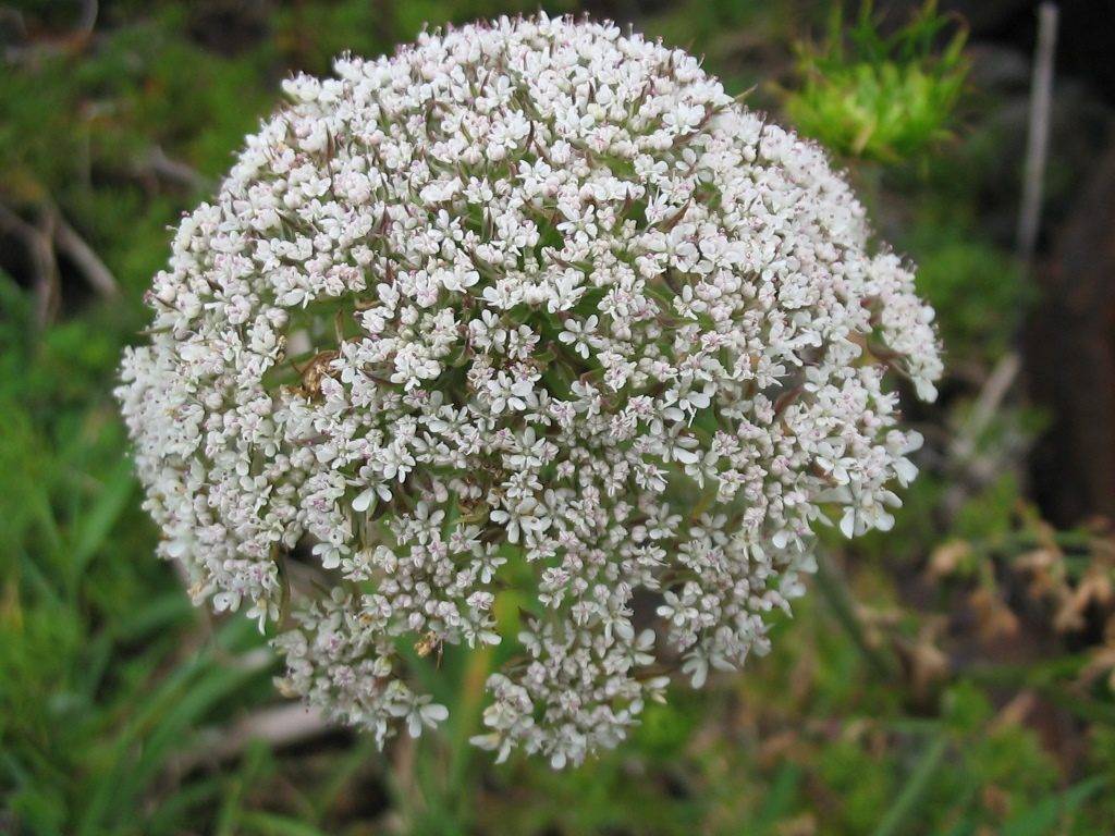 Inflorescence of wild carrot