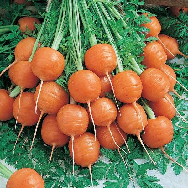 Variety of early carrots "Paris Carotel"