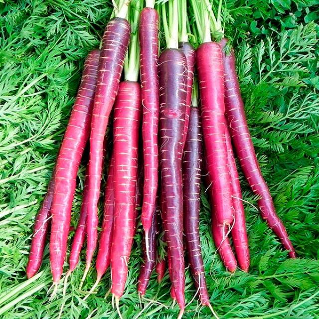 Variety of early carrots "Dragon" purple