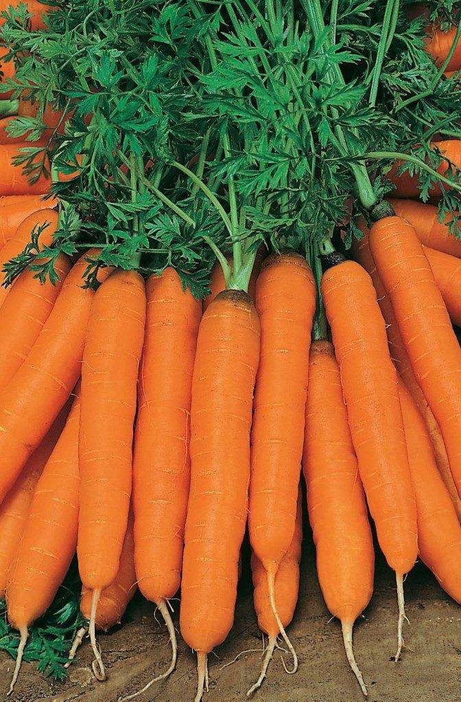 Variety of early carrots "Amsterdamskaya"