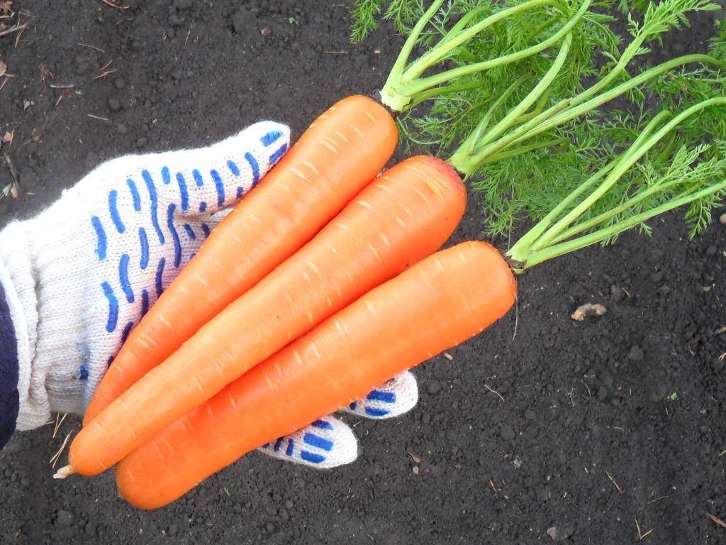 Early variety of carrot "Fun"