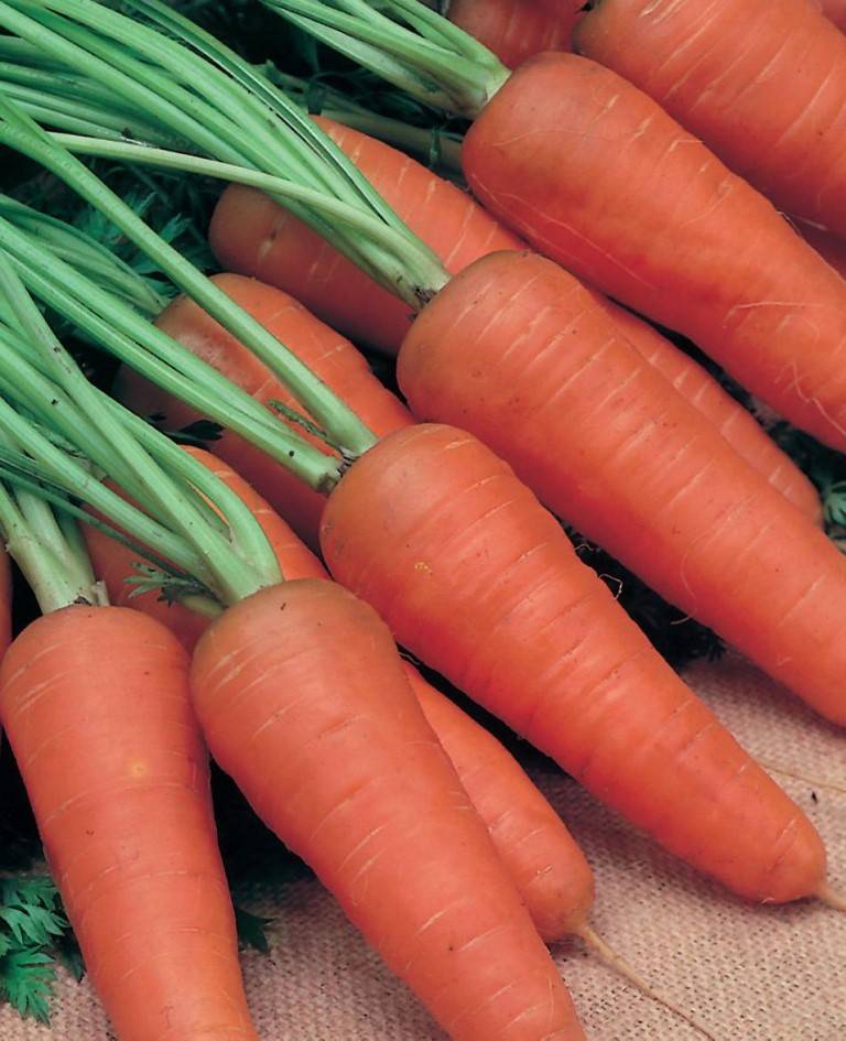 Mid-season carrot variety "Shantane"