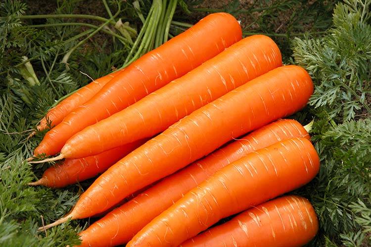 Mid-season carrot variety "Vitaminnaya"