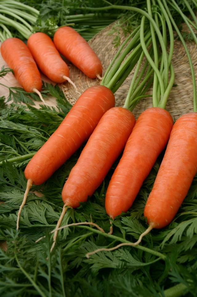 Mid-season carrot "Red Giant"