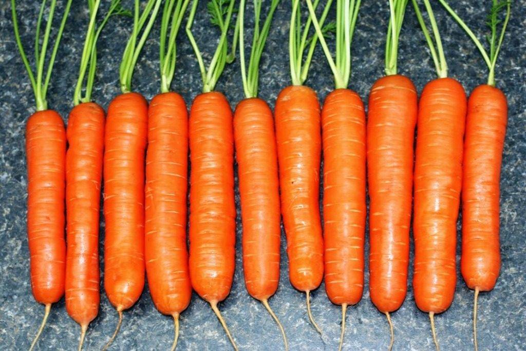 Late variety of carrots "Emperor"