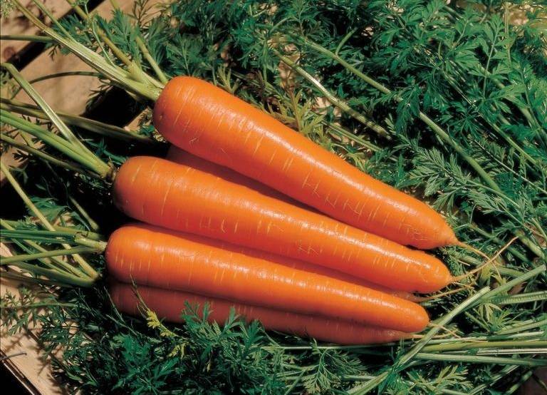 Flaccoro carrot variety