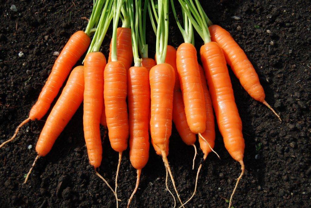 Carrots in the garden