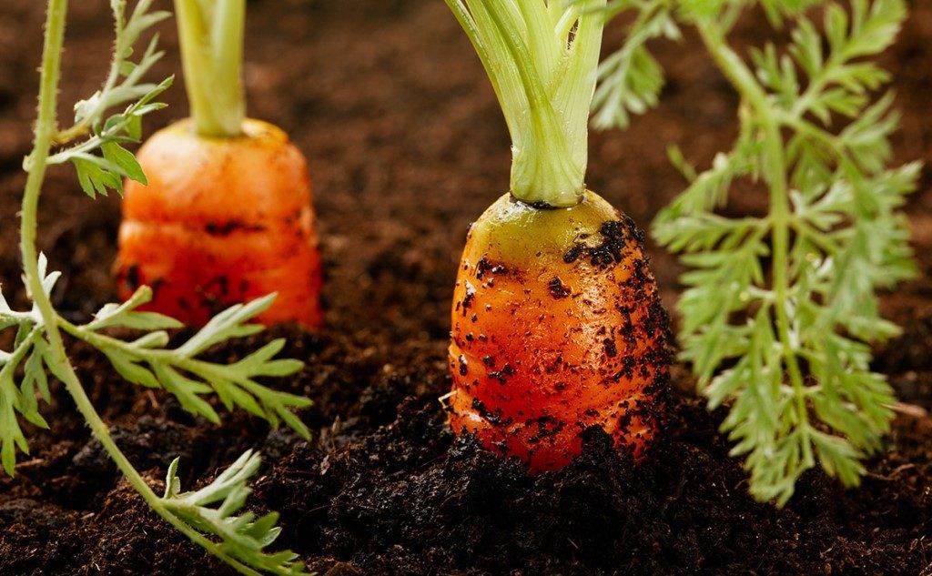 Carrot useful properties