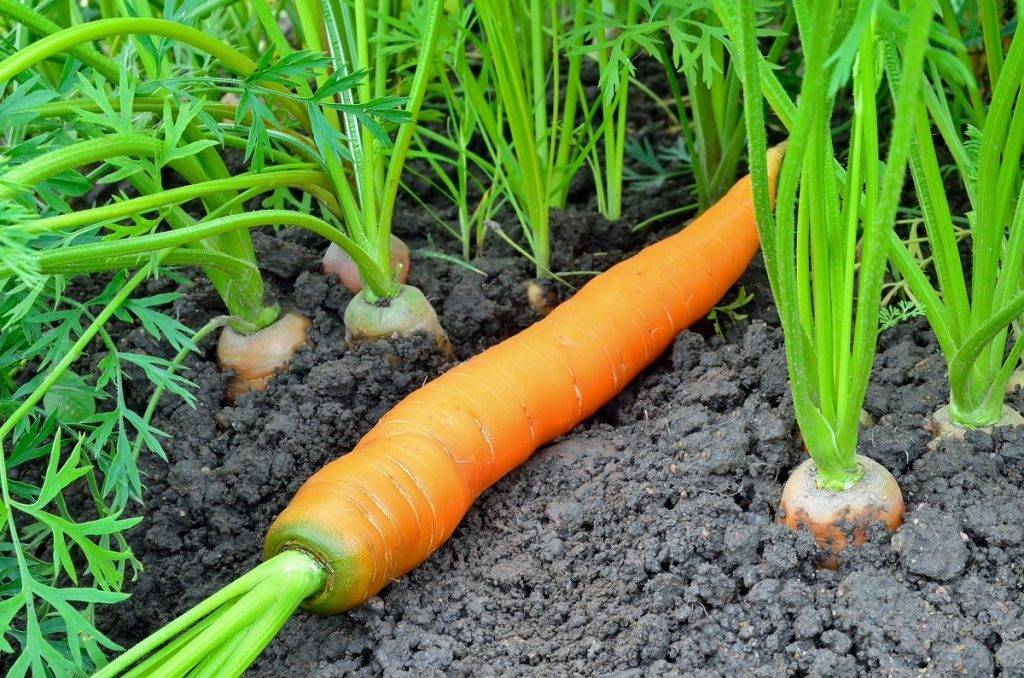 Planting carrots in the open ground