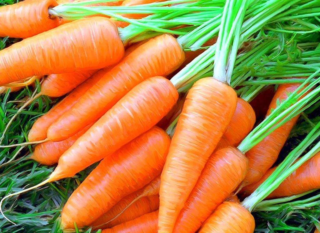 juicy carrot