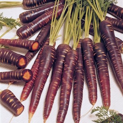 Black carrots and their cultivation