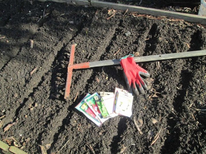 Planting carrots in spring in open ground