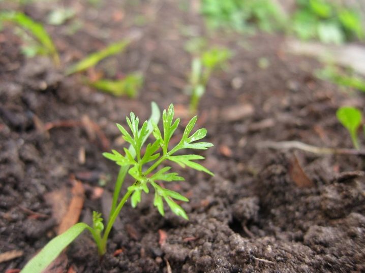 How and when to plant carrots?