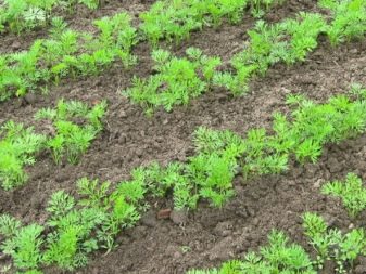 How and when to plant carrots?