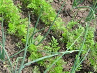How to plant carrots so as not to thin out?