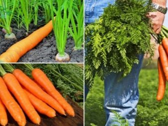 Is it possible to plant carrots in June and how to do it?