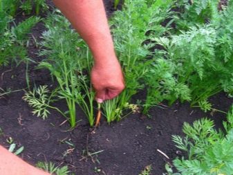 Is it possible to plant carrots in June and how to do it?