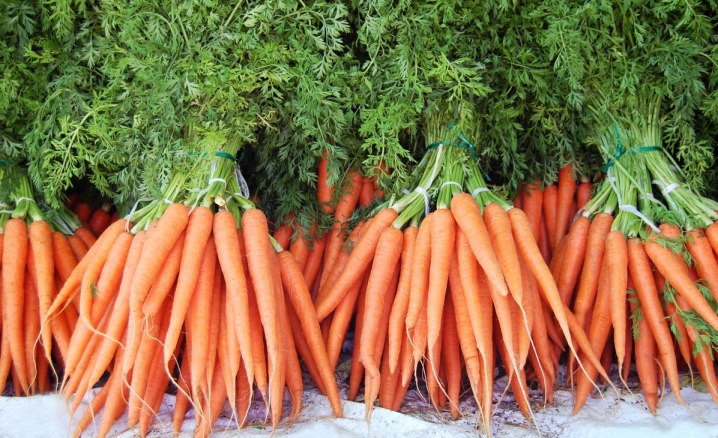 The nuances of planting carrots before winter