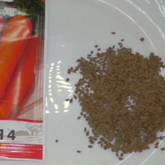 All about carrot seeds