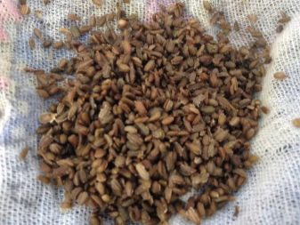 All about carrot seeds