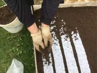 Planting schemes for carrots