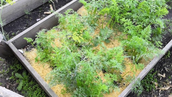 Planting schemes for carrots