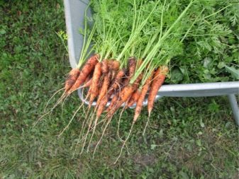 How to thin out carrots?