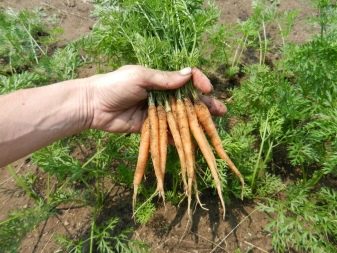 How to thin out carrots?