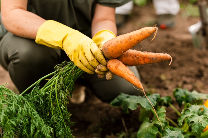 All about harvesting carrots