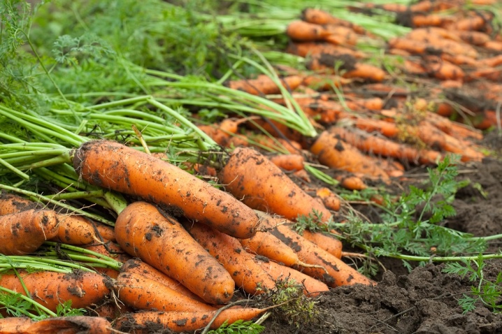 All about harvesting carrots