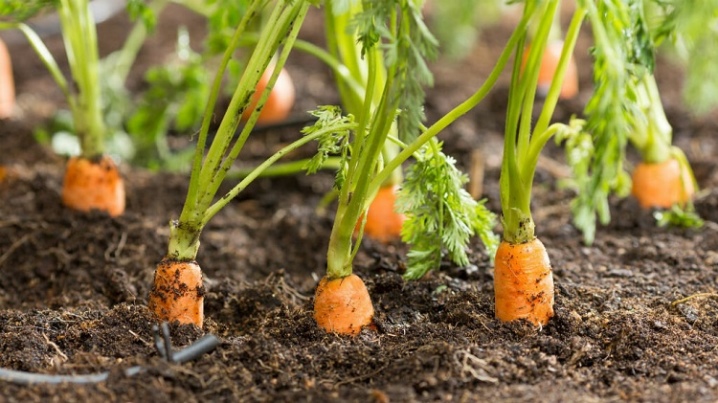 What can you plant carrots after?