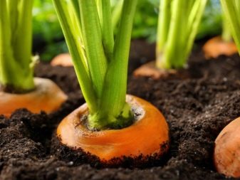 How to soak carrot seeds for quick germination?