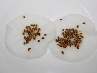 How to soak carrot seeds for quick germination?