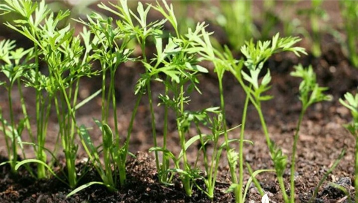 How to sow carrots so that they sprout quickly?