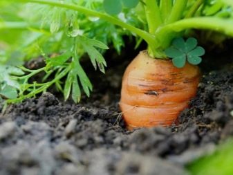 The nuances of planting carrots with starch