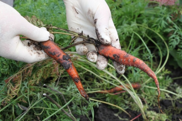 How to grow carrots?