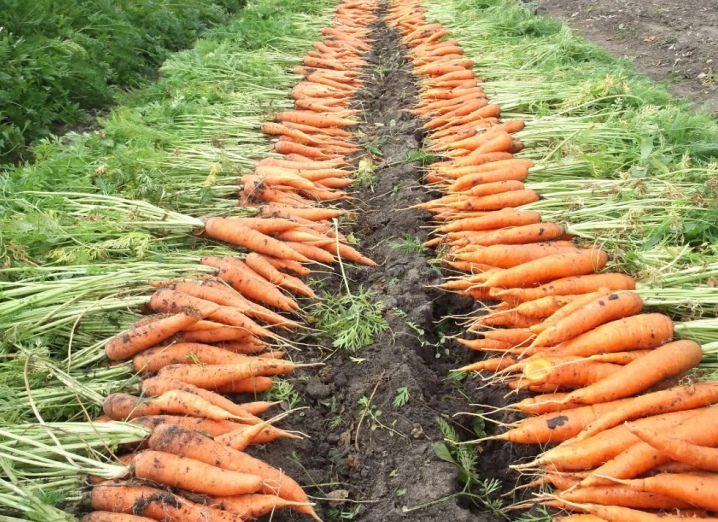 How to prepare carrot seeds for planting?