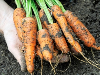 All about carrot seedlings