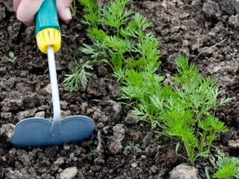 All about planting carrots in May