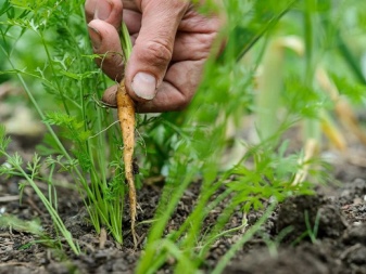 All about planting carrots in May